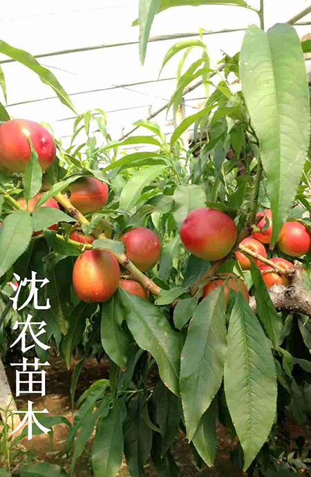 中油4芽变甜油桃