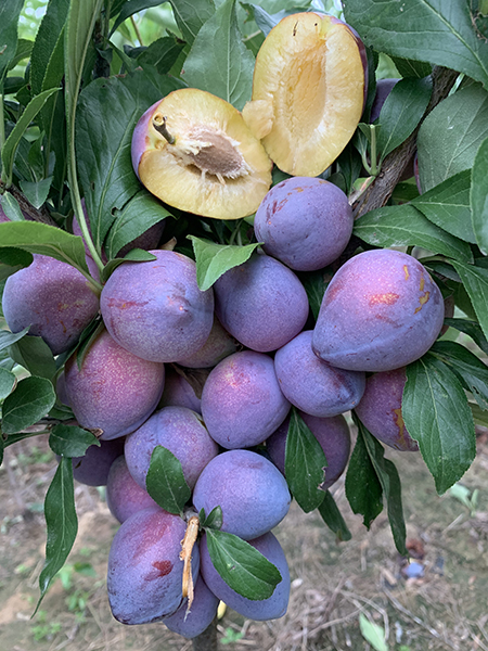 蜜寒桃李