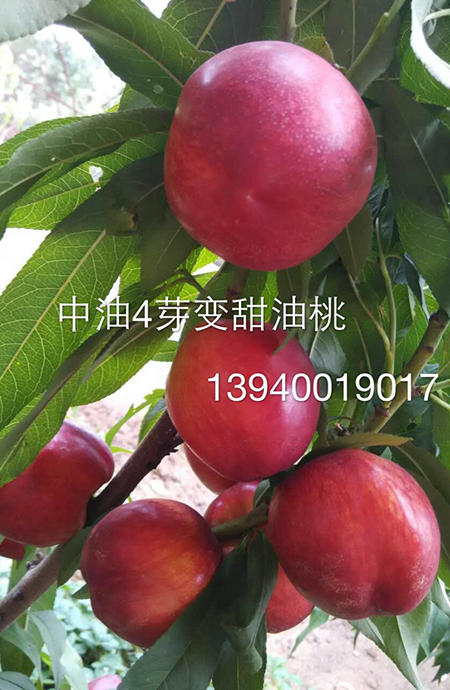 中油4芽变甜油桃