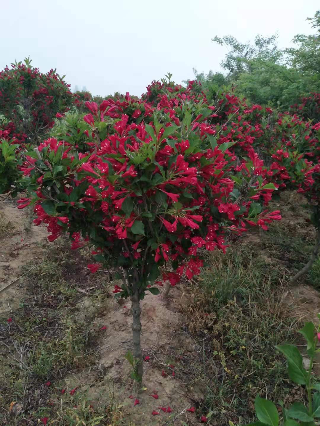 树状红花王子